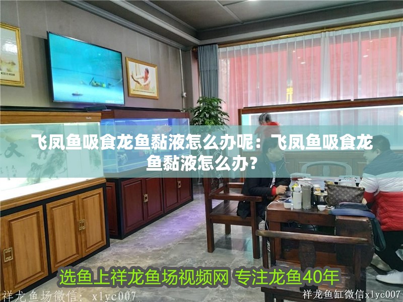 飛鳳魚吸食龍魚黏液怎么辦呢：飛鳳魚吸食龍魚黏液怎么辦？