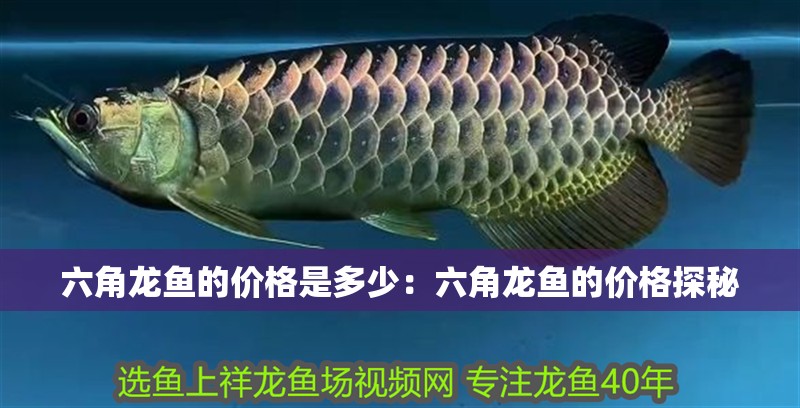 六角龍魚的價格是多少：六角龍魚的價格探秘