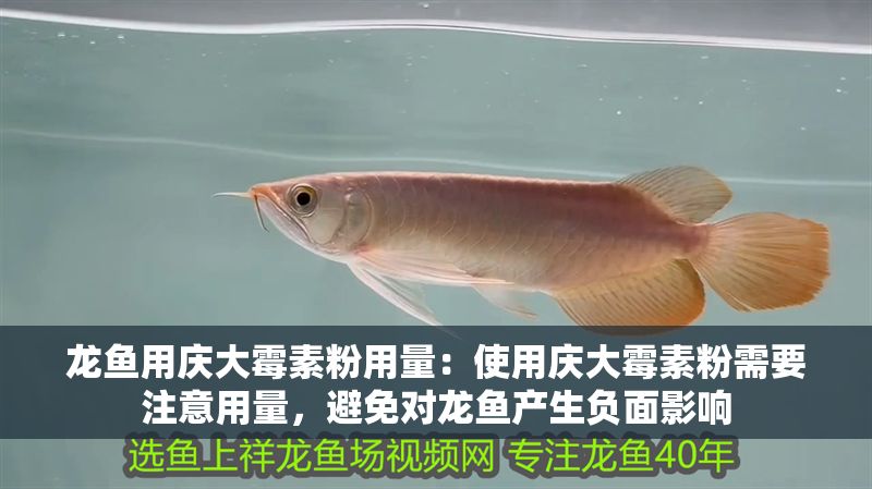 龍魚用慶大霉素粉用量：使用慶大霉素粉需要注意用量，避免對龍魚產生負面影響