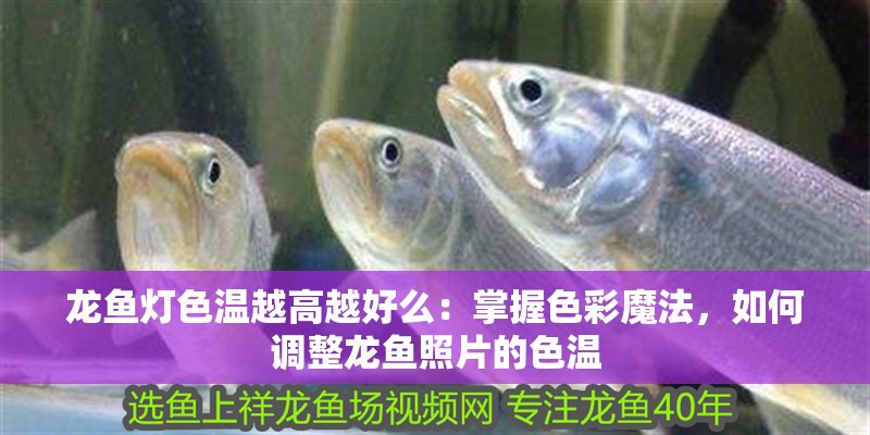 龍魚燈色溫越高越好么：掌握色彩魔法，如何調整龍魚照片的色溫