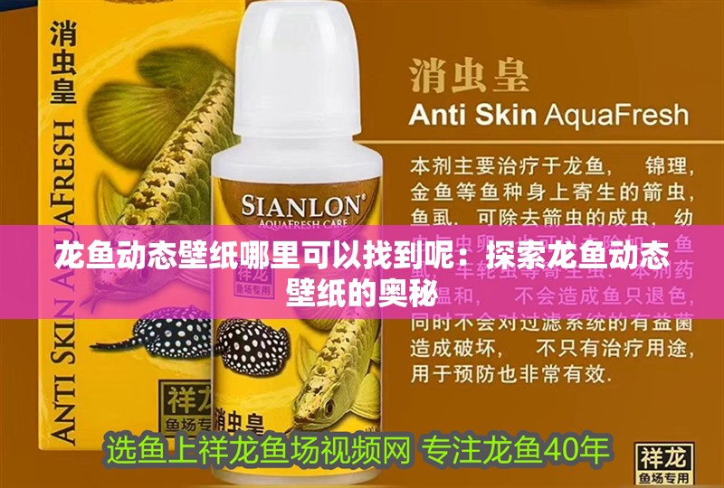 龍魚動態(tài)壁紙哪里可以找到呢：探索龍魚動態(tài)壁紙的奧秘