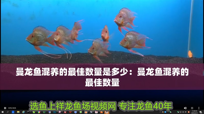 曼龍魚混養的最佳數量是多少：曼龍魚混養的最佳數量