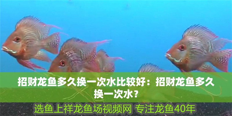 招財龍魚多久換一次水比較好：招財龍魚多久換一次水？