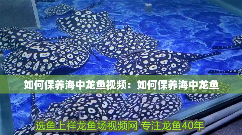 如何保養海中龍魚視頻：如何保養海中龍魚