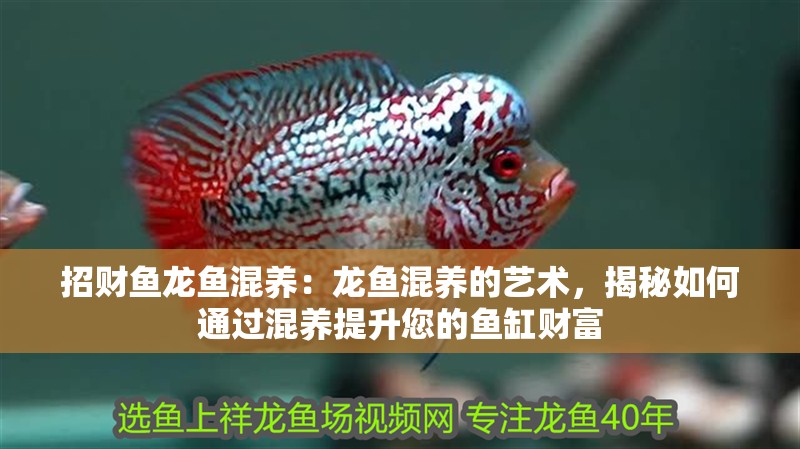 招財魚龍魚混養：龍魚混養的藝術，揭秘如何通過混養提升您的魚缸財富