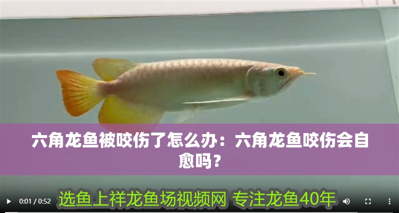 六角龍魚被咬傷了怎么辦：六角龍魚咬傷會自愈嗎？