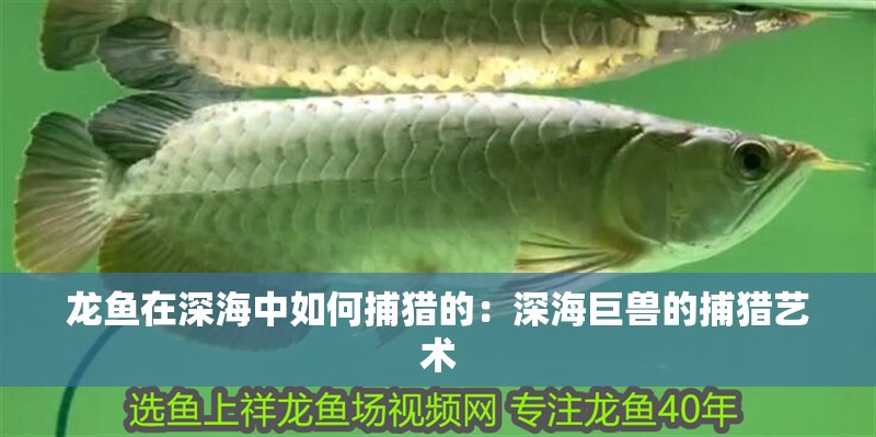 龍魚在深海中如何捕獵的：深海巨獸的捕獵藝術(shù)
