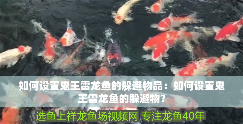 如何設置鬼王雷龍魚的躲避物品：如何設置鬼王雷龍魚的躲避物？