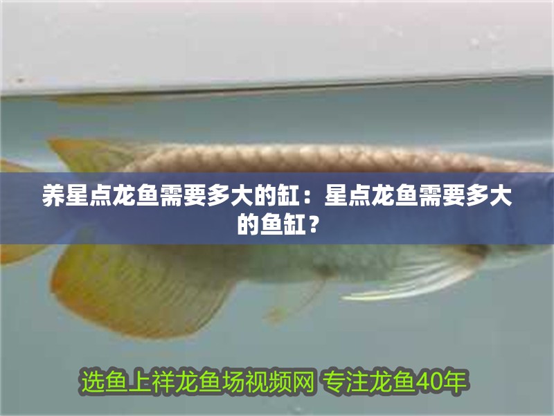 養(yǎng)星點(diǎn)龍魚需要多大的缸：星點(diǎn)龍魚需要多大的魚缸？