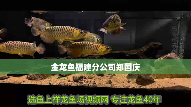 金龍魚福建分公司鄭國慶