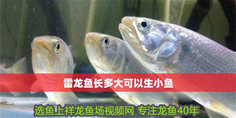 雷龍魚(yú)長(zhǎng)多大可以生小魚(yú)