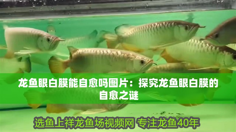龍魚眼白膜能自愈嗎圖片：探究龍魚眼白膜的自愈之謎