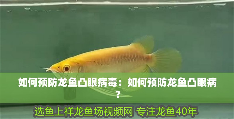 如何預防龍魚凸眼病毒：如何預防龍魚凸眼病？
