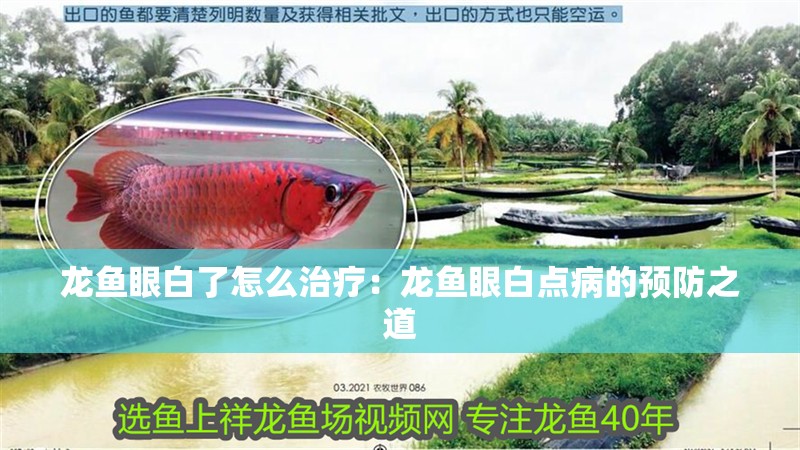 龍魚眼白了怎么治療：龍魚眼白點病的預防之道