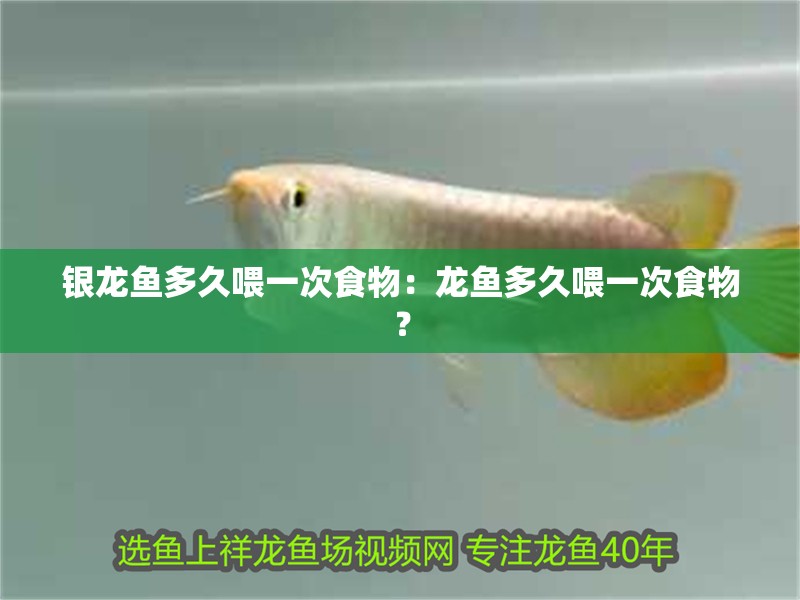 銀龍魚多久喂一次食物：龍魚多久喂一次食物？