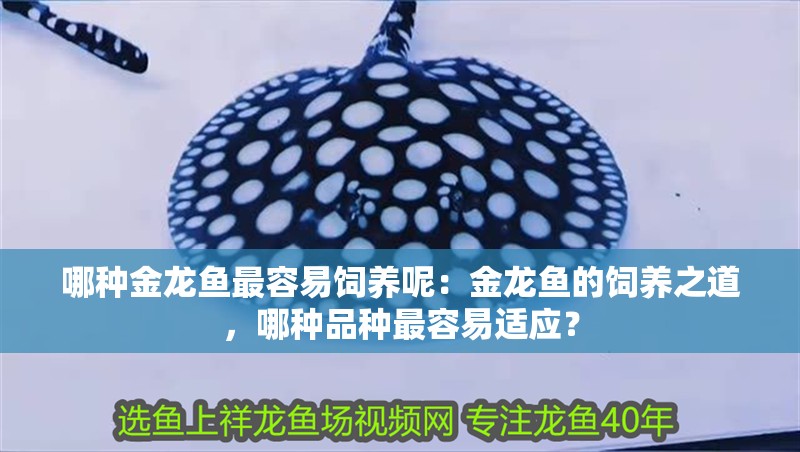 哪種金龍魚最容易飼養呢：金龍魚的飼養之道，哪種品種最容易適應？