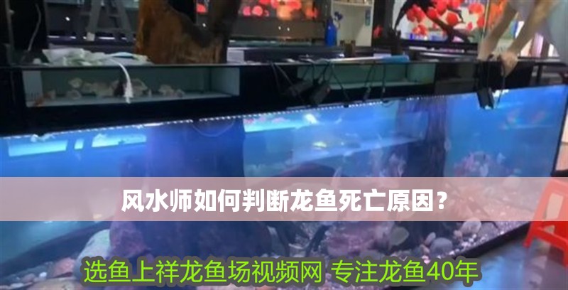 風水師如何判斷龍魚死亡原因？