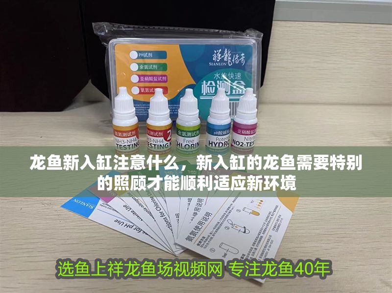 龍魚新入缸注意什么，新入缸的龍魚需要特別的照顧才能順利適應新環境