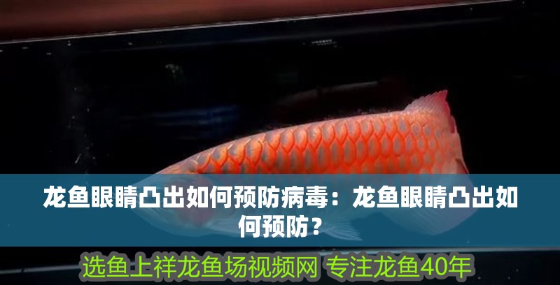 龍魚眼睛凸出如何預防病毒：龍魚眼睛凸出如何預防？