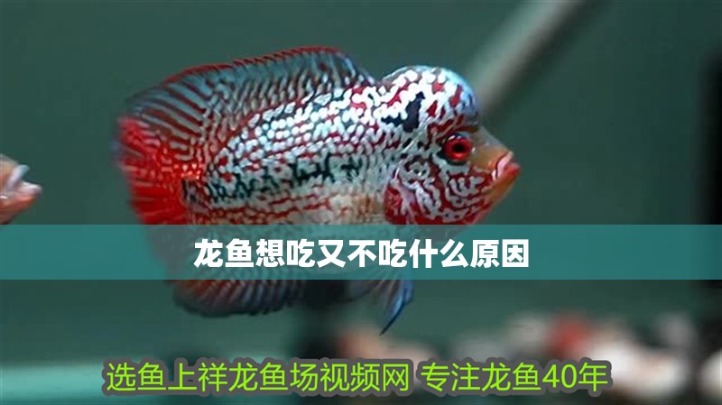 龍魚(yú)想吃又不吃什么原因