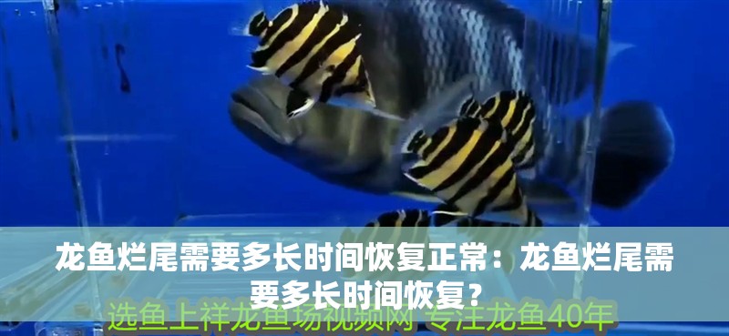 龍魚爛尾需要多長時間恢復正常：龍魚爛尾需要多長時間恢復？