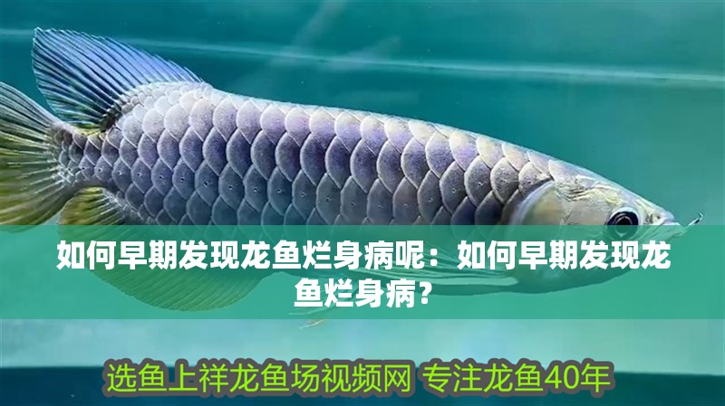 如何早期發現龍魚爛身病呢：如何早期發現龍魚爛身病？