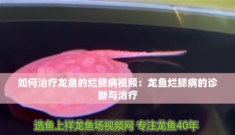 如何治療龍魚的爛鰓病視頻：龍魚爛鰓病的診斷與治療