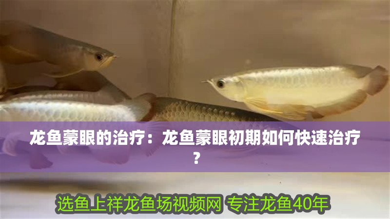 龍魚蒙眼的治療：龍魚蒙眼初期如何快速治療？