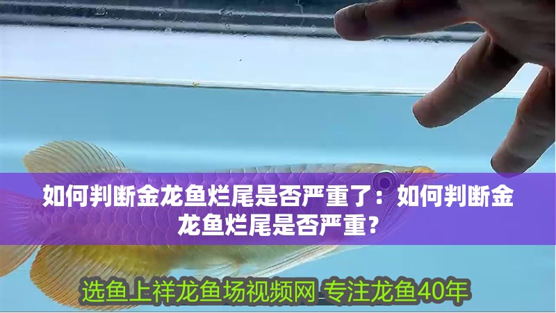 如何判斷金龍魚爛尾是否嚴重了：如何判斷金龍魚爛尾是否嚴重？