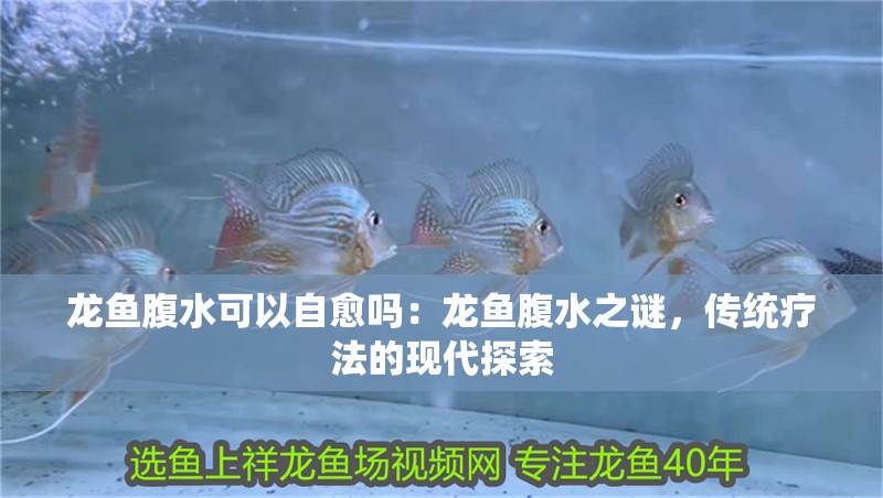龍魚腹水可以自愈嗎：龍魚腹水之謎，傳統療法的現代探索