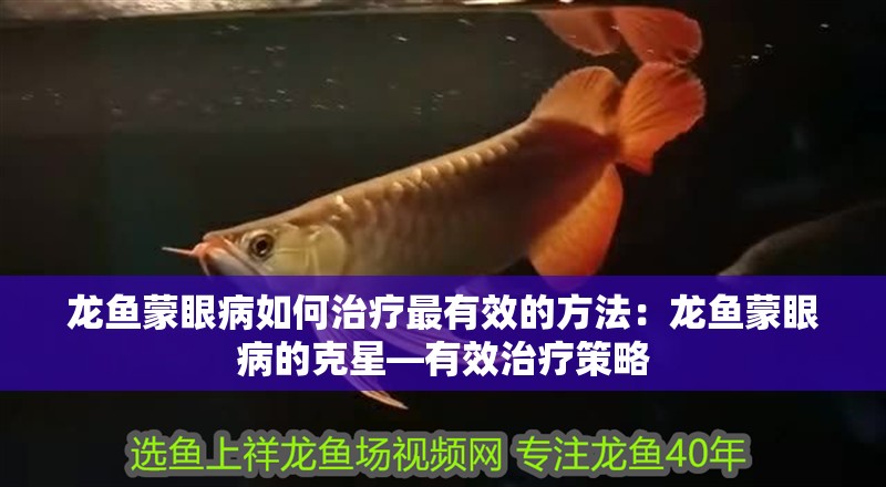 龍魚蒙眼病如何治療最有效的方法：龍魚蒙眼病的克星—有效治療策略