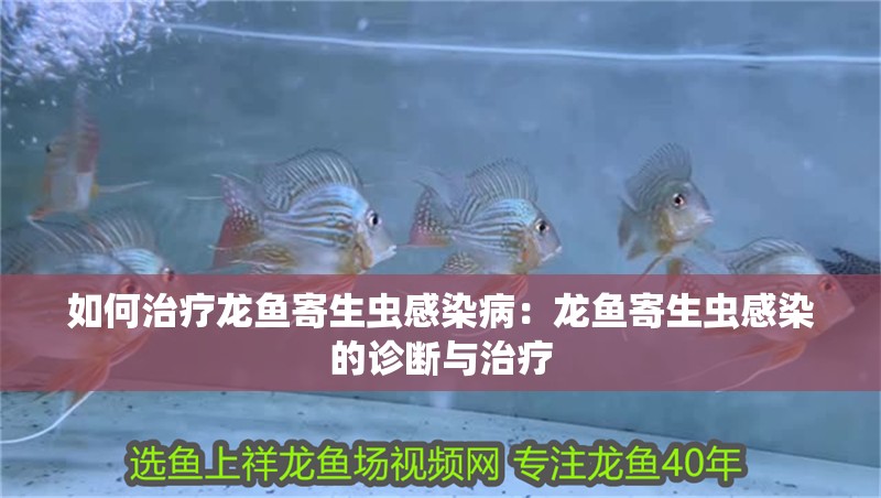 如何治療龍魚寄生蟲感染病：龍魚寄生蟲感染的診斷與治療