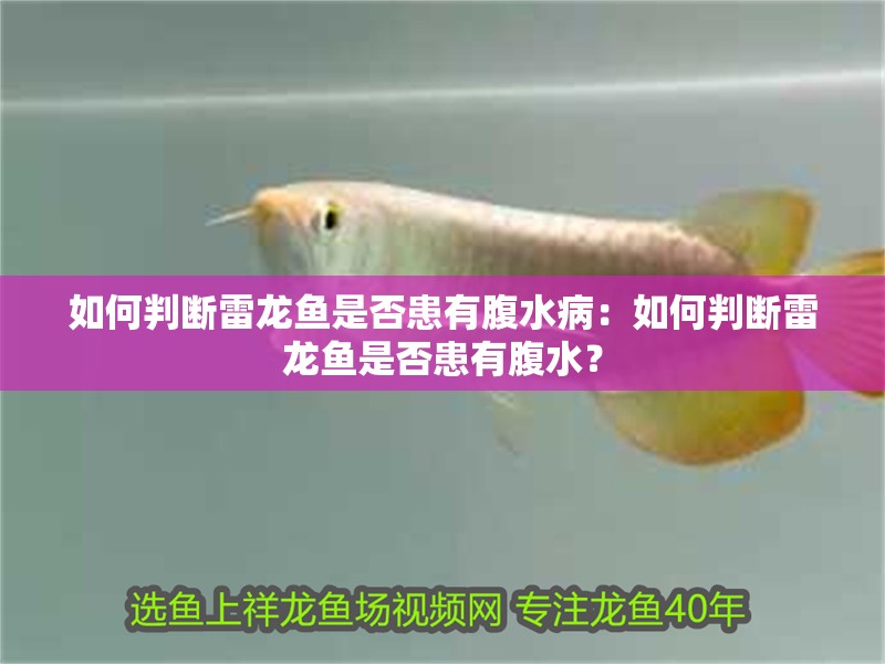 如何判斷雷龍魚是否患有腹水病：如何判斷雷龍魚是否患有腹水？