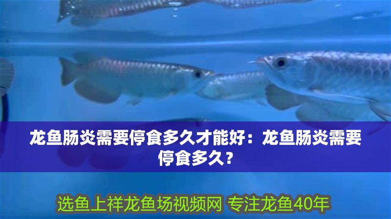 龍魚腸炎需要停食多久才能好：龍魚腸炎需要停食多久？