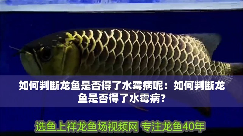 如何判斷龍魚是否得了水霉病呢：如何判斷龍魚是否得了水霉病？