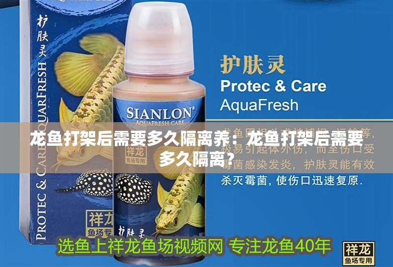 龍魚打架后需要多久隔離養：龍魚打架后需要多久隔離？