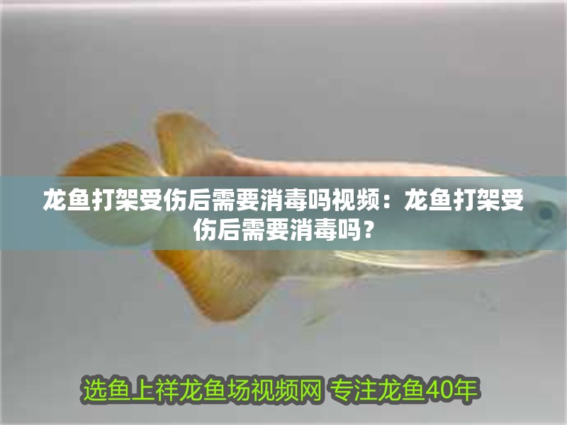 龍魚打架受傷后需要消毒嗎視頻：龍魚打架受傷后需要消毒嗎？