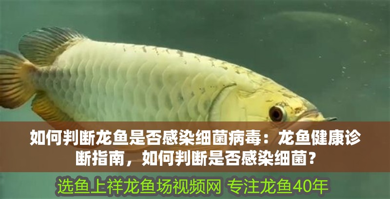 如何判斷龍魚是否感染細菌病毒：龍魚健康診斷指南，如何判斷是否感染細菌？