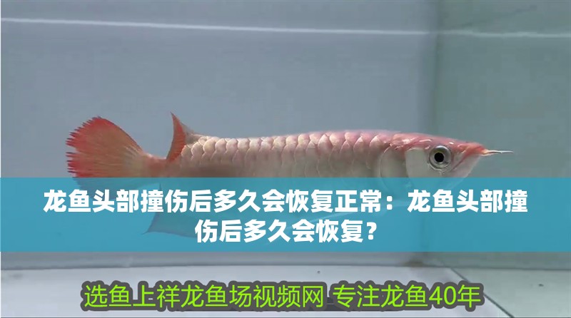 龍魚頭部撞傷后多久會恢復正常：龍魚頭部撞傷后多久會恢復？