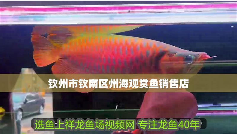 欽州市欽南區(qū)州海觀賞魚銷售店