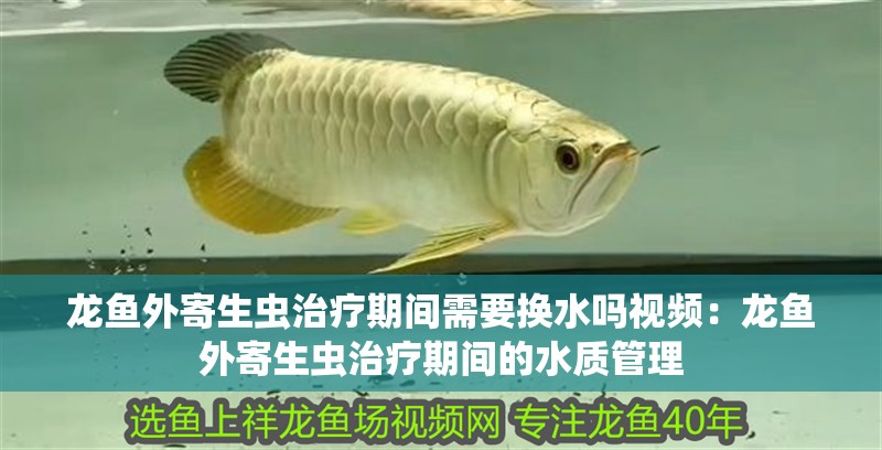龍魚外寄生蟲治療期間需要換水嗎視頻：龍魚外寄生蟲治療期間的水質管理