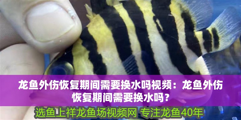 龍魚外傷恢復(fù)期間需要換水嗎視頻：龍魚外傷恢復(fù)期間需要換水嗎？