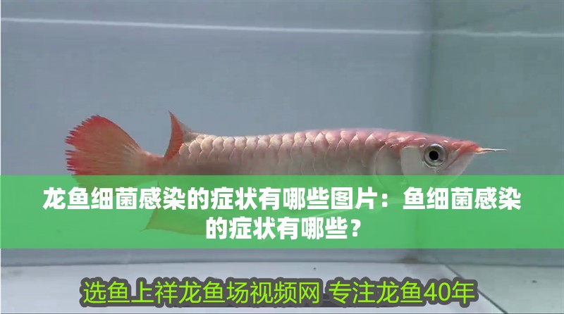 龍魚細菌感染的癥狀有哪些圖片：魚細菌感染的癥狀有哪些？