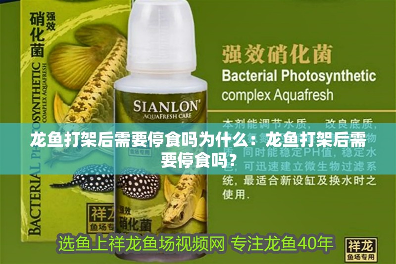 龍魚打架后需要停食嗎為什么：龍魚打架后需要停食嗎？