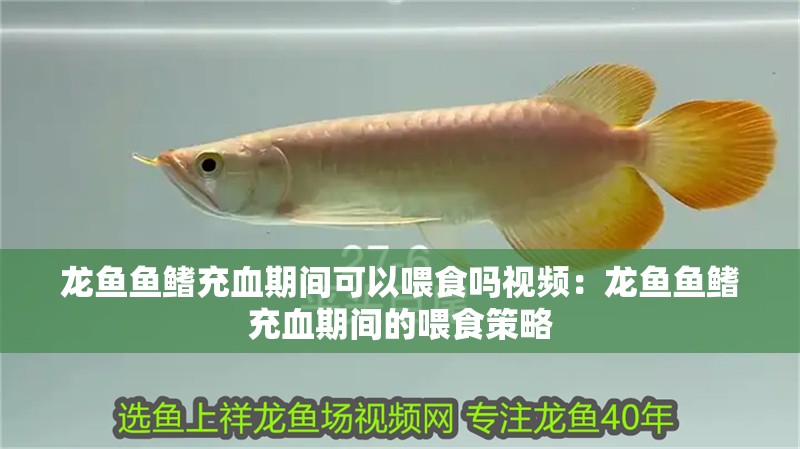 龍魚魚鰭充血期間可以喂食嗎視頻：龍魚魚鰭充血期間的喂食策略