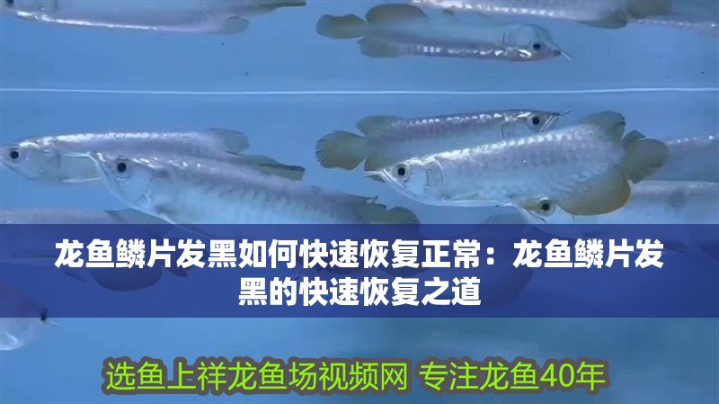 龍魚鱗片發黑如何快速恢復正常：龍魚鱗片發黑的快速恢復之道