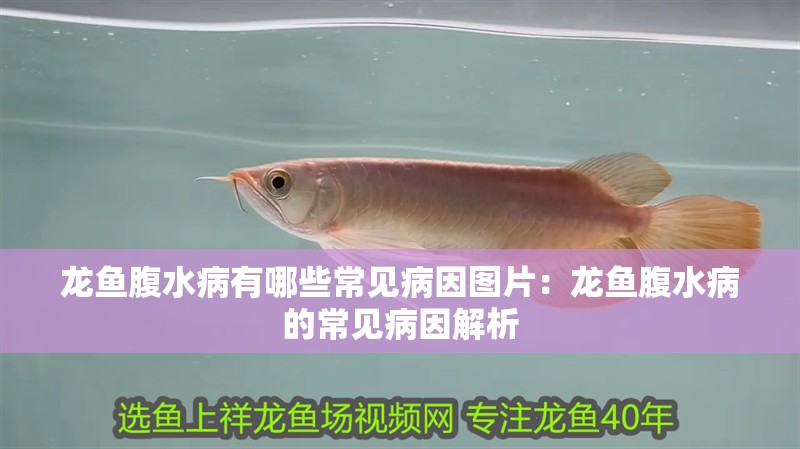龍魚腹水病有哪些常見病因圖片：龍魚腹水病的常見病因解析 龍魚腹水病有哪些常見病因圖片：龍魚腹水病的常見病因解析 水族問答
