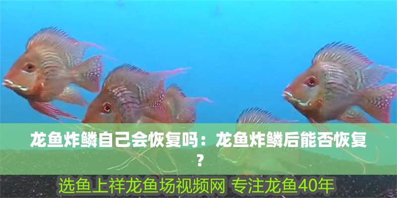 龍魚炸鱗自己會恢復嗎：龍魚炸鱗后能否恢復？
