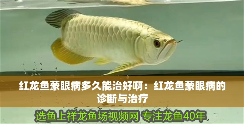 紅龍魚蒙眼病多久能治好啊：紅龍魚蒙眼病的診斷與治療
