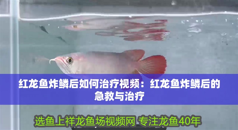 紅龍魚炸鱗后如何治療視頻：紅龍魚炸鱗后的急救與治療